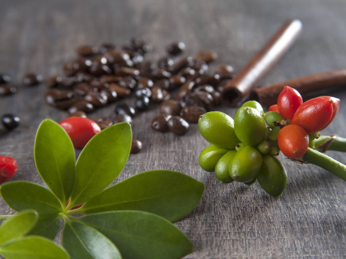Foto: Semillas rojas y cáscaras de café. (iStock)