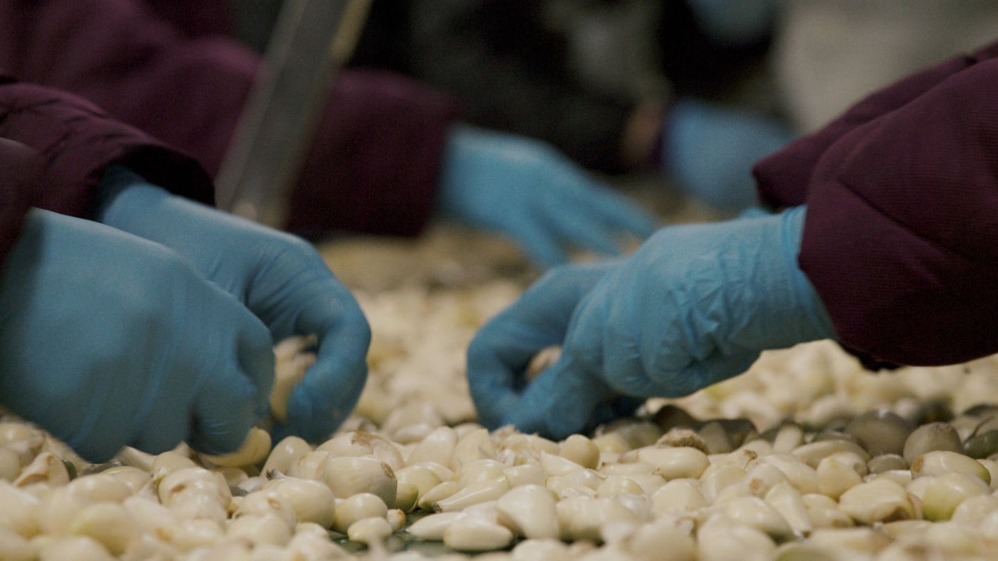 Trabajadores de una procesadora de ajo en 'Podredumbre'. (Netflix)
