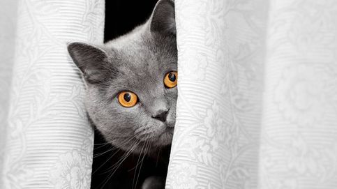 ¿Por qué a muchos gatos les asustan los pepinos?
