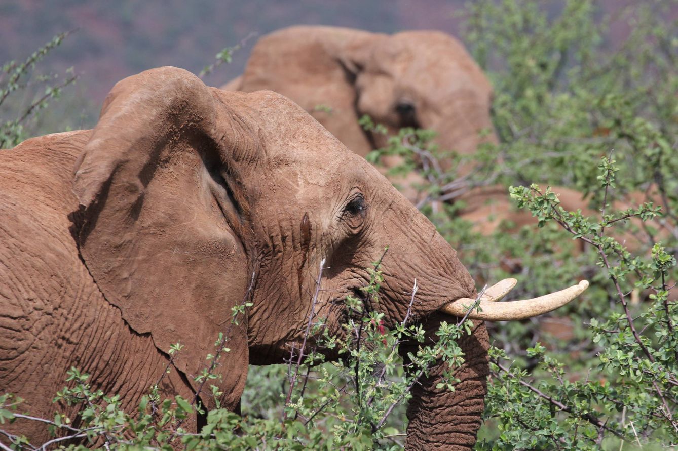 Elefantes en Namibia. (J.B.)