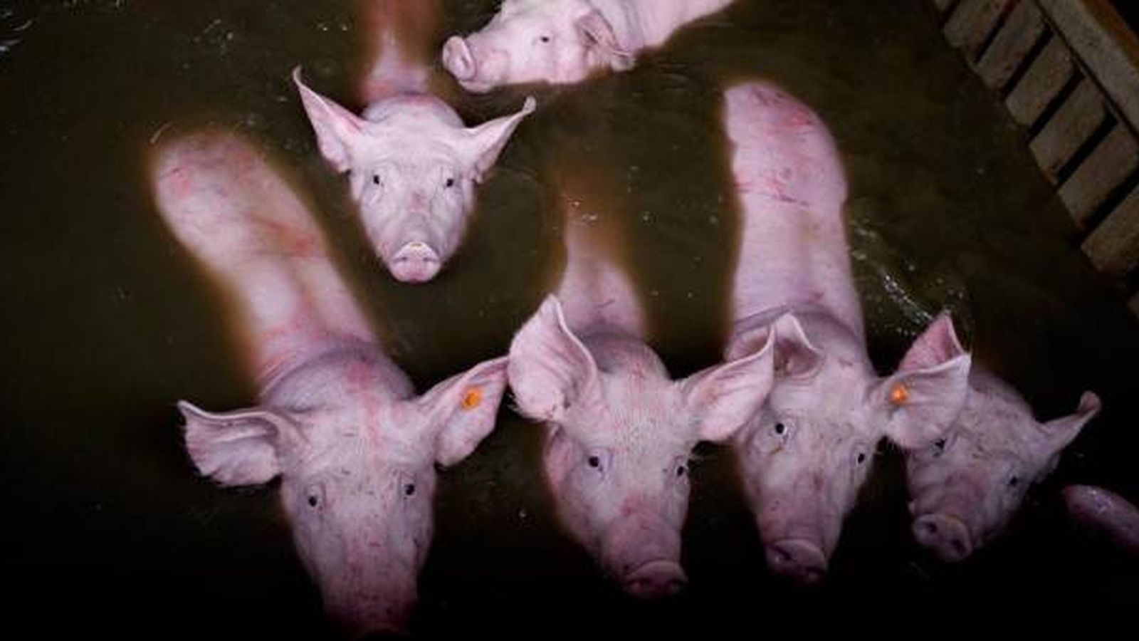 Foto: Varios cerdos tratan de no ser cubiertos por el agua. (AITOR GARMENDIA)