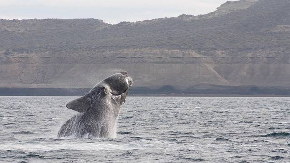 El calentamiento del océano hará que las ballenas francas se extingan