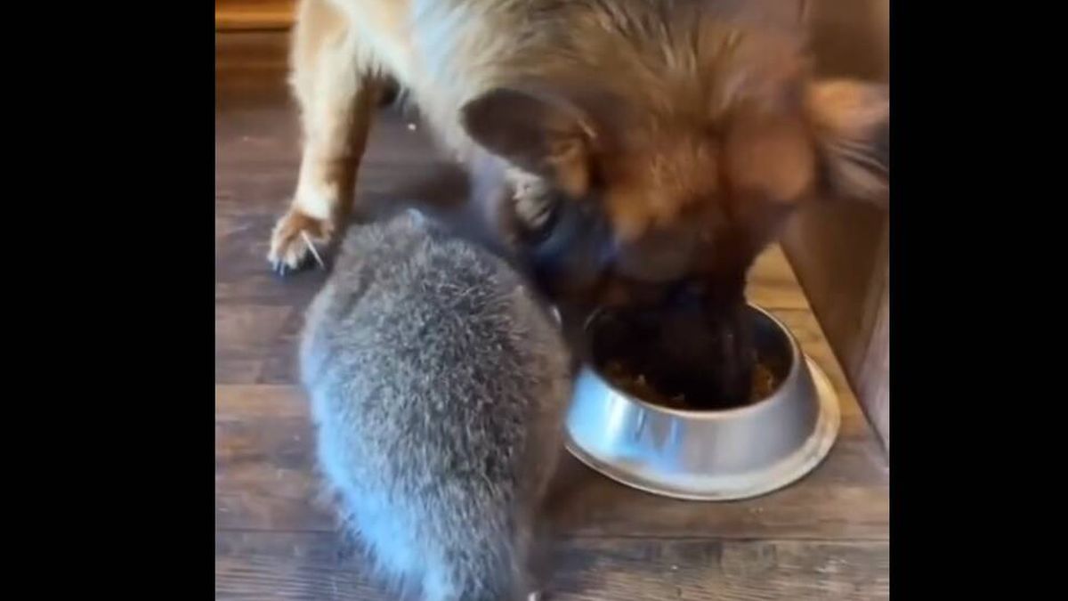 Un perro y un mapache se hacen mejores amigos en esta tierna historia viral