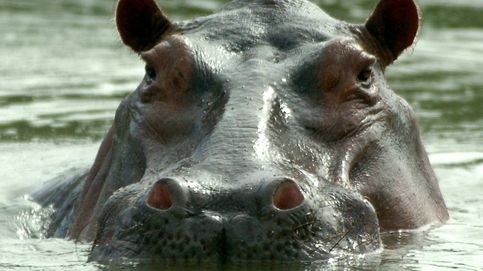Misión: esterilizar a los 'hipopótamos de la cocaína' de Pablo Escobar