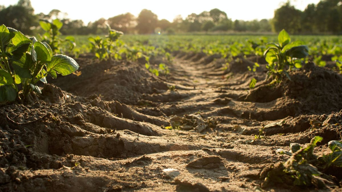 La erosión del suelo provocará una reducción del 10% de la producción de alimentos en 2050