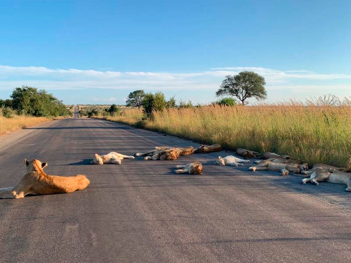 Foto: Las fotos tomadas por Richard Sowry se han hecho virales (Foto: Twitter/Kruger National Park)
