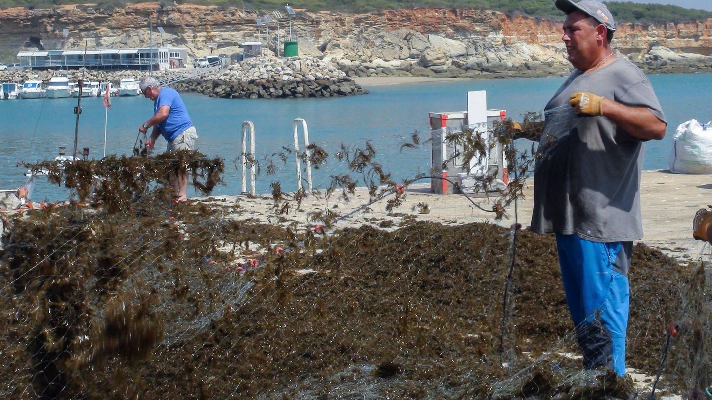 Dos pescadores gaditanos sacan del agua una red llena de algas. (EFE/Román Ríos)
