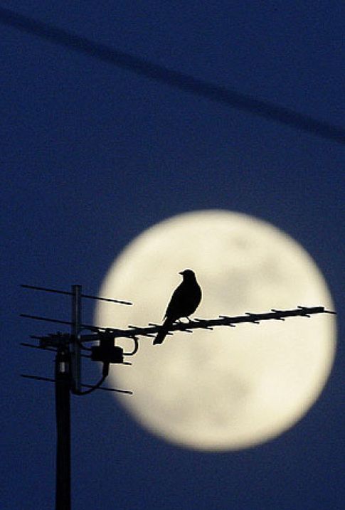 Foto: Cae una leyenda: la Luna no influye en el estado psíquico