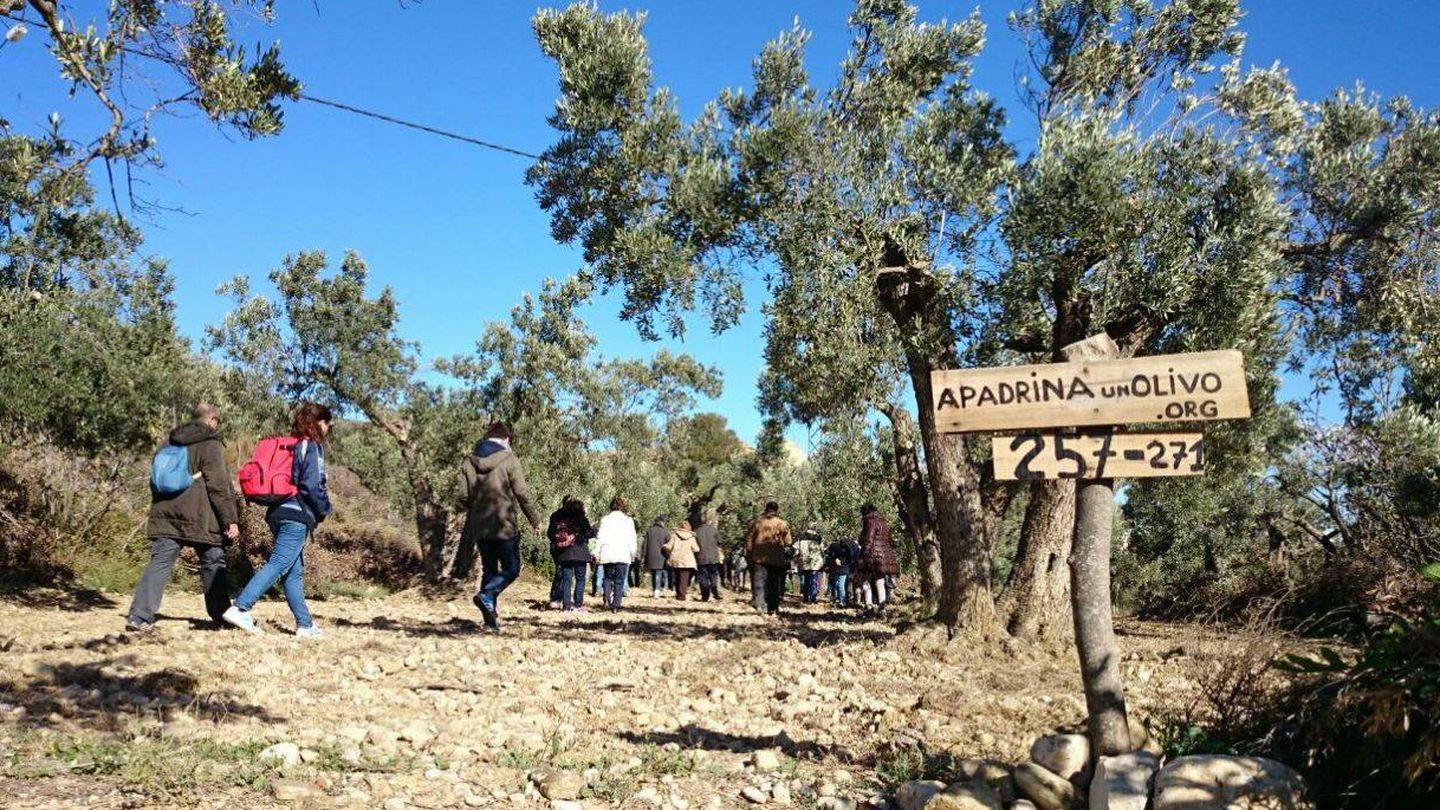 Un grupo de personas visitando los olivos apadrinados. (apadrinaunolivo.org)