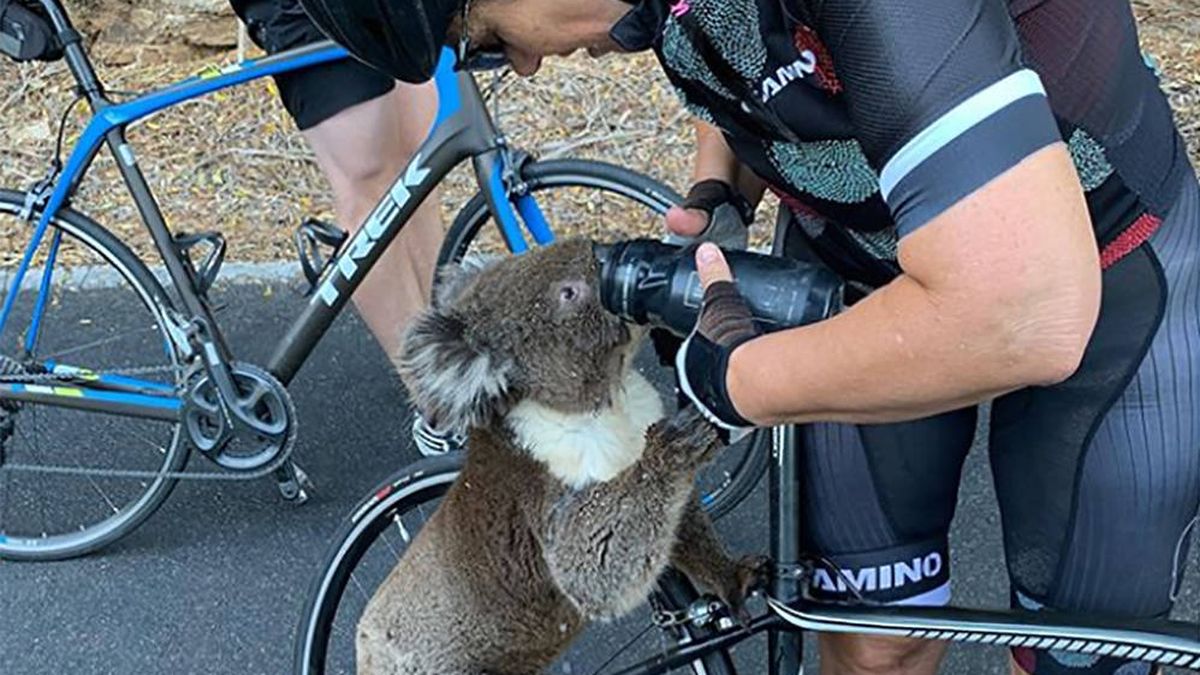 Un koala "muerto de sed" conciencia de nuevo sobre el cambio climático en Australia 