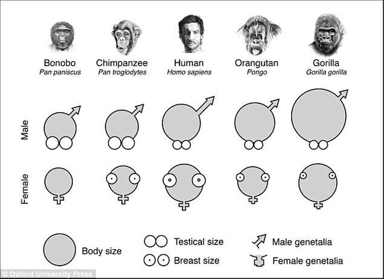 Comparativa genital entre el ser humano y los diferentes simios. ('El tercer chimpancé')