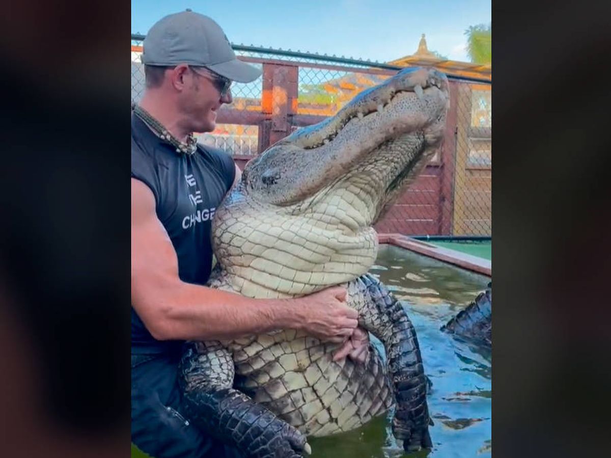 Foto: Chris Gillette abraza a uno de sus cocodrilos como si fuera una mascota (TikTok)