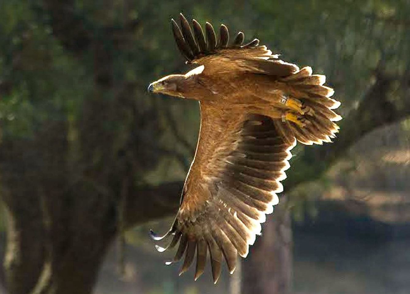 Un águila imperial ibérica en Doñana. (EFE/Miguel González Perea)