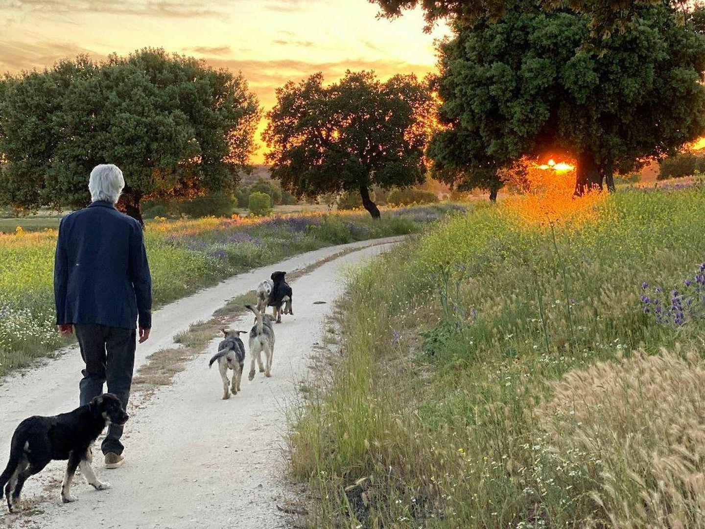 Jacobo Siruela paseando por la finca con sus perros (Airhón) 