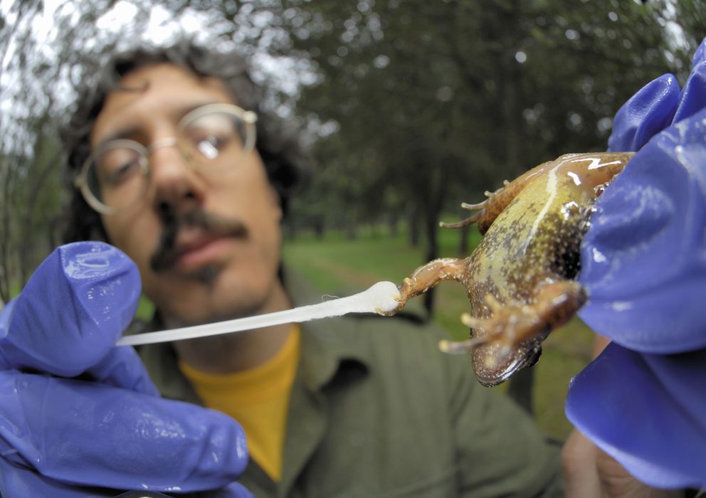 Foto: Un científico italiano examina a una rana infectada con Quitridiomicosis. (Solvin Zankl/Visuals Unlimited/Corbis)