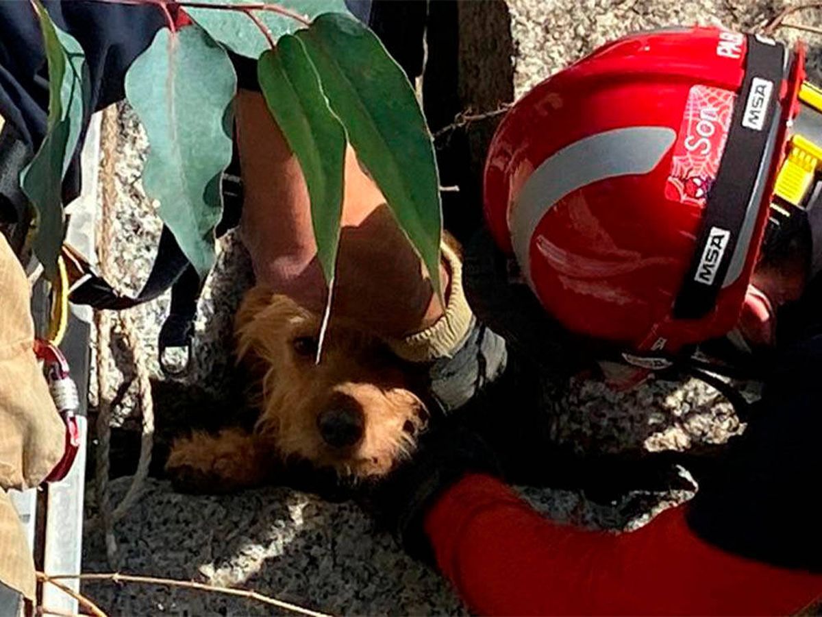 Foto: El increíble rescate de Pancho, el perro atrapado dos días en un muro (Faro de Vigo)