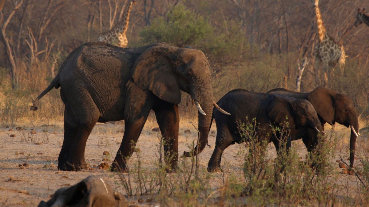 Mueren más de 200 elefantes en Zimbawe por culpa de una sequía extrema