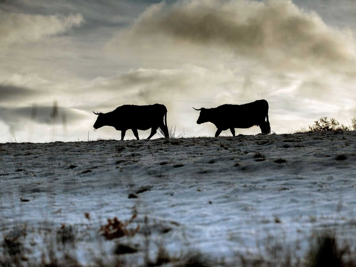 Foto: Dos vacas caminan por el campo. (EFE/Brais Lorenzo)