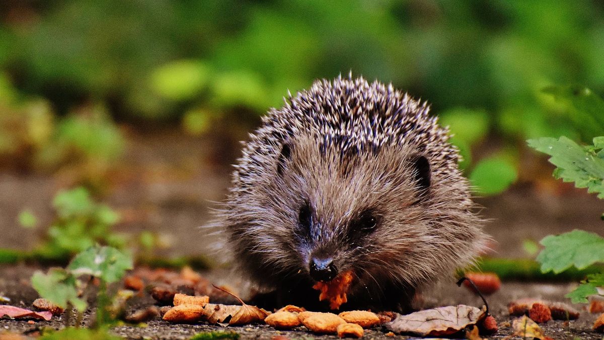 Varias especies animales en peligro en UK por la falta de regulación tras el Brexit 
