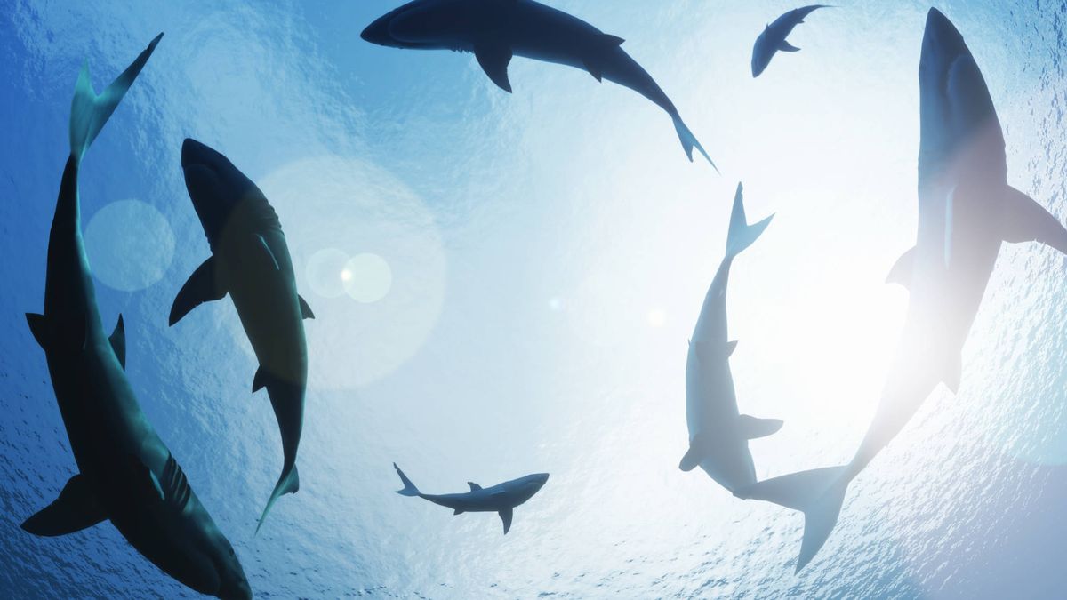El genial acertijo de los peces y tiburones propuesto por un profesor del año