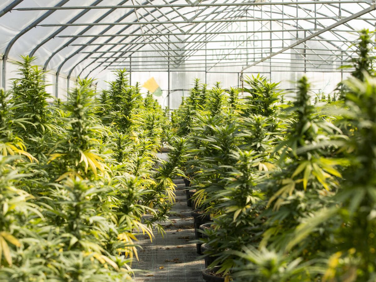Foto: Invernadero con plantas de cannabis. (iStock)