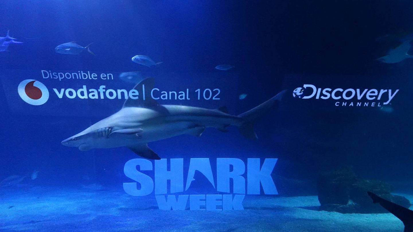 Imagen promocional 'Shark Week 2019'. (Discovery Channel)