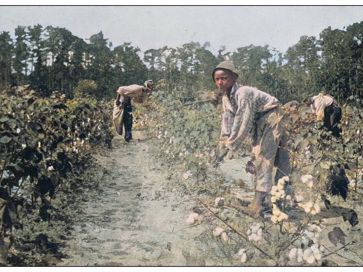 Foto: Foto coloreada de una recogida de algodón en Estados Unidos. (iStock)