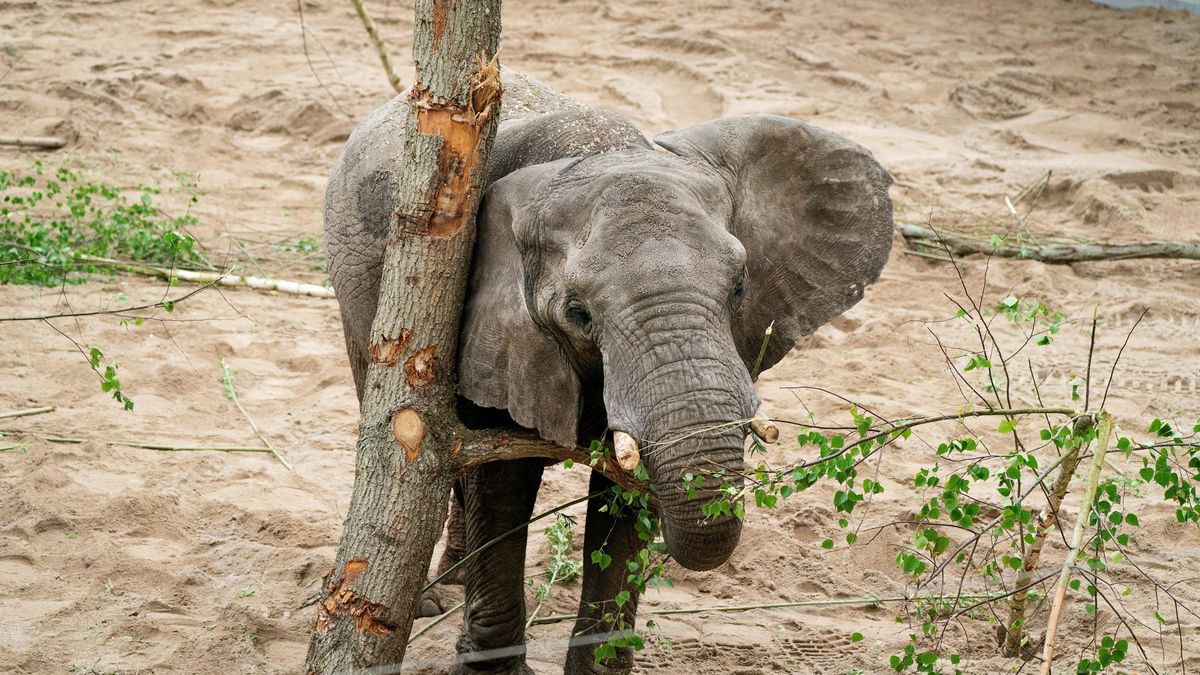 Sentencia para un cazador furtivo de elefantes en Congo: 30 años de cárcel 