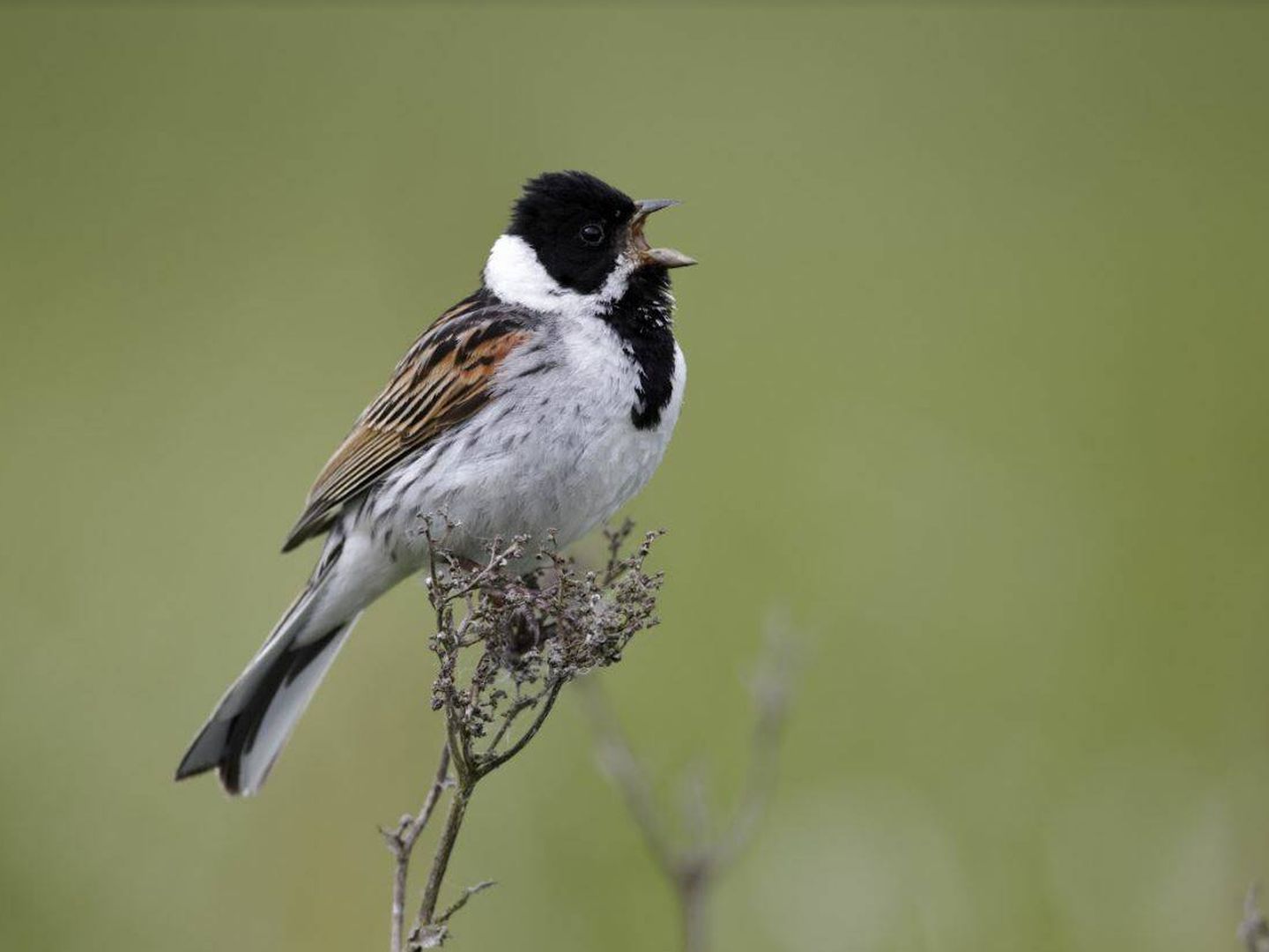 El escribano palustre figura entre las especies más amenazadas (SEO/Birdlife)