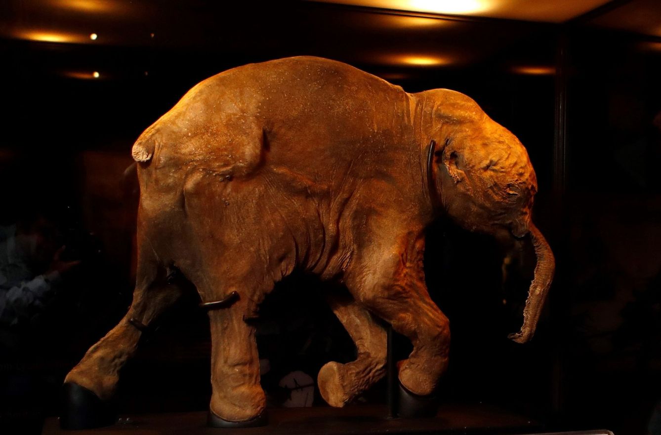 Fósil de una cría de mamut de 42.000 años, bautizada como 'Lyuba'. (EFE)