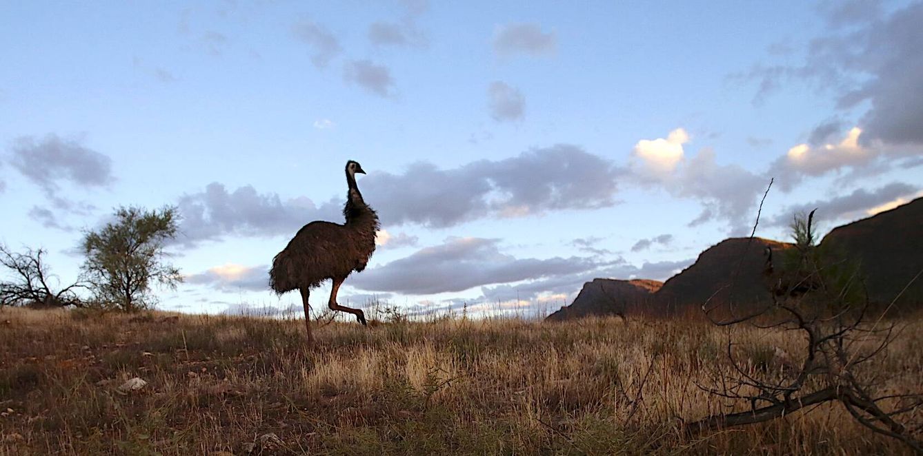 El emú puede dar largas y veloces carreras. (Andoni Canela) 