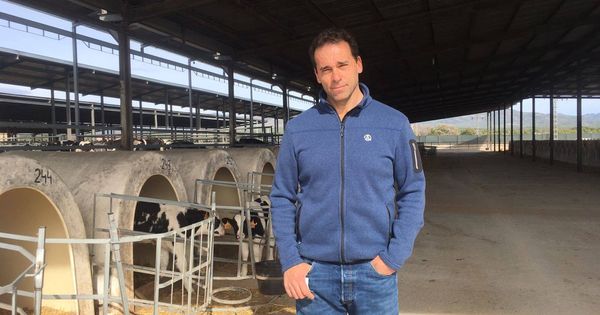 Foto: Ramón Morla regenta la granja de vacas More Holstein en Bétera. Detrás, los terneros. (Y. T.)