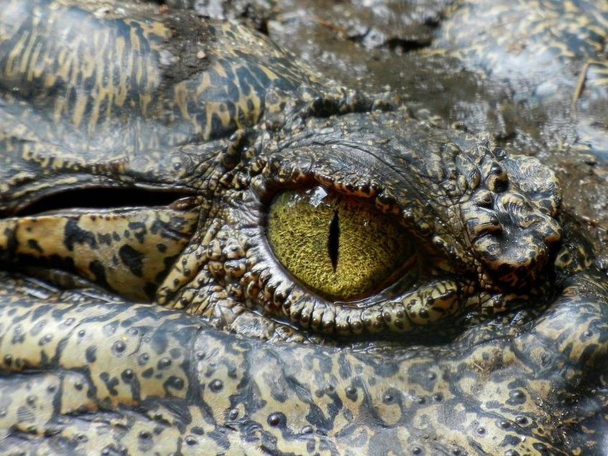 Foto: El ojo de un cocodrilo. Foto: Pixabay.