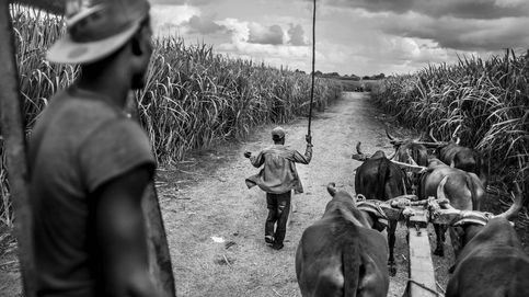 Siervos del azúcar: los haitianos sin tierra que cultivan la caña dominicana