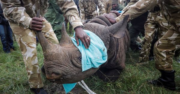 Foto: Los rinocerontes en Kenia también son perseguidos por los furtivos (EFE/Dai Kurokawa)