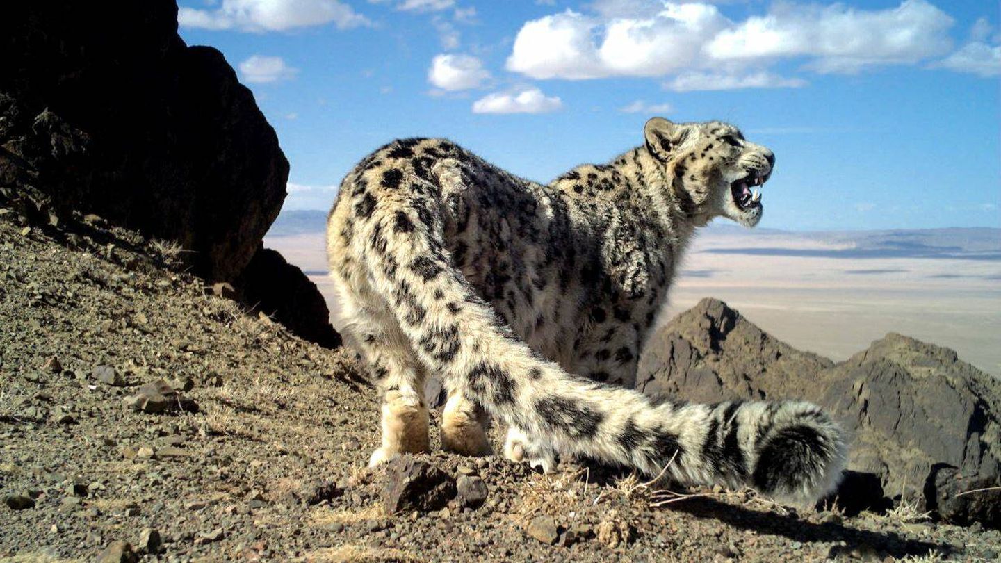 Leopardo de las nieves. (Snow Leopard Trust)