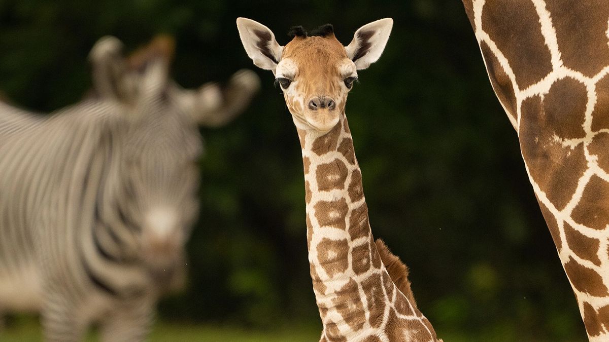 El estudio que por fin ha resuelto por qué las jirafas tienen el cuello tan largo