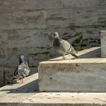 Foto: Dos palomas rodeadas de las deposiciones con las que embellecen nuestras ciudades. (Pexels/Baris sekercioglu)