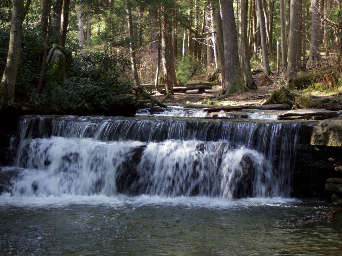 Foto: Los sonidos del bosque junto a los cauces de agua son únicos. (Unsplash)