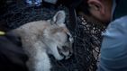 El rescate de un puma en un domicilio particular en Chile tras el toque de queda