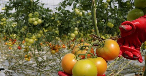 Foto: Tomates a punto de ser cortados en un invernadero. (Alan Ortega/Reuters)