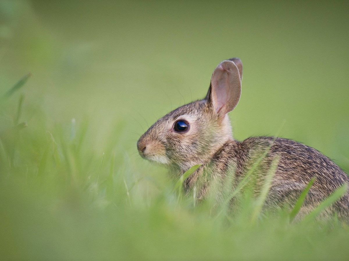 Foto: Una cría de conejo, en el campo. (Pixabay)