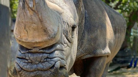 Noticia de Muere en el zoo de Barcelona Pedro, el rinoceronte blanco más longevo de Europa