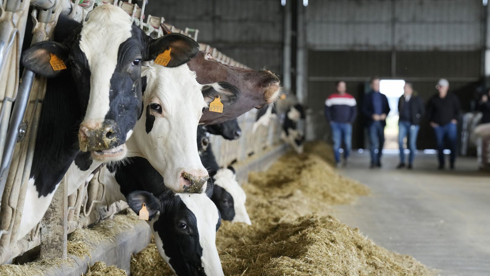 Vacas en una granja. (Álvaro Ballesteros/Europa Press)