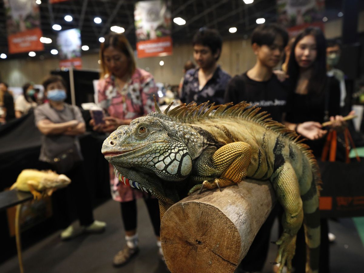 Foto: Las iguanas son muy populares como mascotas en Tailandia. En la imagen, una reciente exposición de iguanas exóticas en Bangkok (EFE/EPA/RUNGROJ YONGRIT)