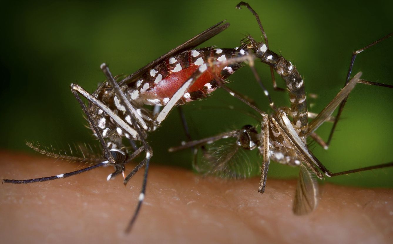 Una pareja de mosquitos tigre durante el apareamiento. (Reuters)