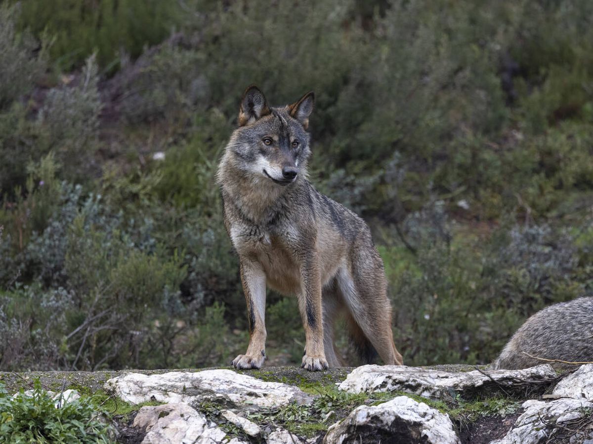 Foto: Lobo ibérico en el norte de la península. (iStock)