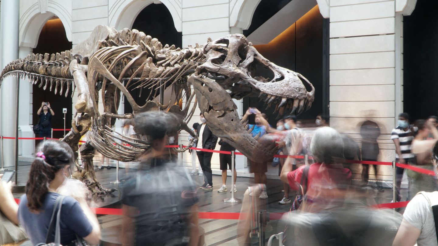 Esqueleto de dinosaurio. (Reuters)