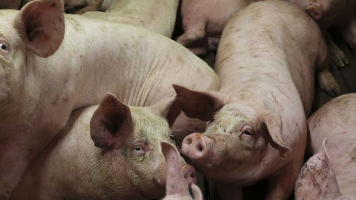 China y Brasil se disputan el sector del porcino sin oposición de EEUU ni Europa