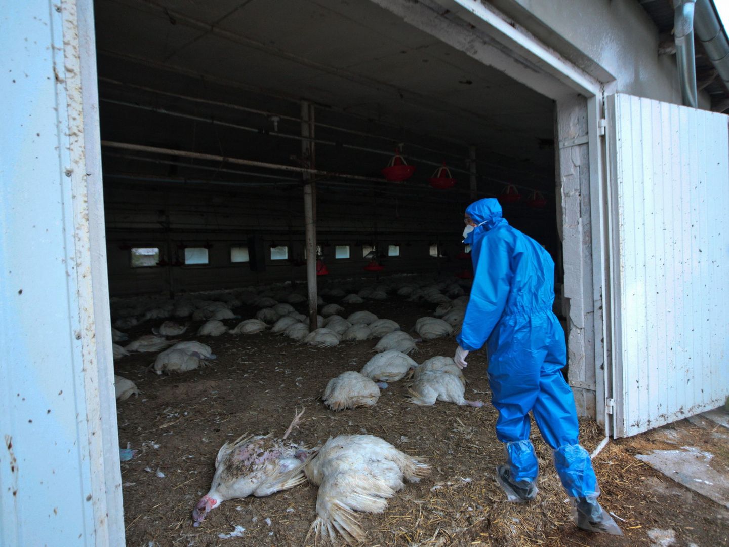 Un empleado entra en una granja de aves afectadas por el H5N8 en Glinik, Polonia. (EPA)